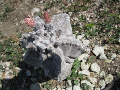 Astrophytum