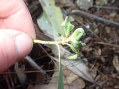 Euphorbia mellifera