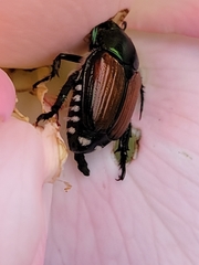 Popillia japonica