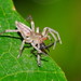 Leafcurling Sac Spiders - Photo (c) Reiner Richter, some rights reserved (CC BY-NC-SA), uploaded by Reiner Richter