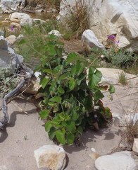 Pelargonium cordifolium