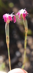 Dianthus bolusii