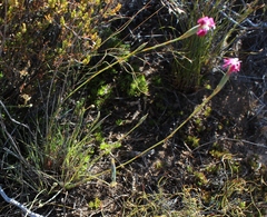 Dianthus bolusii