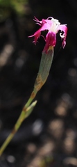 Dianthus bolusii