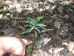 Euphorbia mellifera