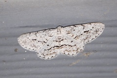 Stenoporpia pulmonaria