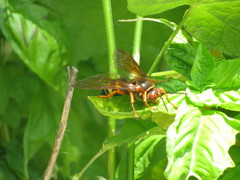 Sphecius speciosus