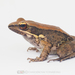 Mortensen's Frog - Photo (c) Binturong27, some rights reserved (CC BY-NC), uploaded by Binturong27