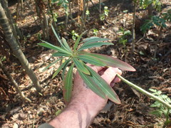 Euphorbia mellifera