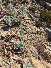 Erigeron petrophilus