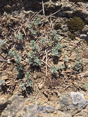 Erigeron petrophilus