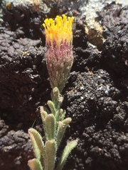 Erigeron petrophilus