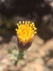 Erigeron petrophilus