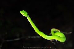 Trimeresurus macrops
