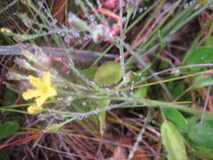 Villarsia capensis