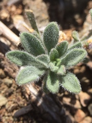 Erigeron petrophilus