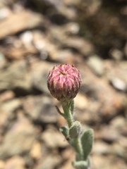 Erigeron petrophilus