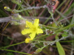 Villarsia capensis