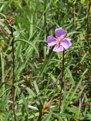 Osbeckia chinensis