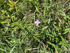 Osbeckia chinensis