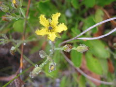 Villarsia capensis