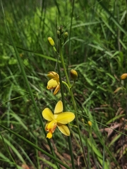 Spathoglottis pubescens