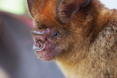 Hipposideros larvatus