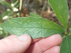 Melicytus chathamicus