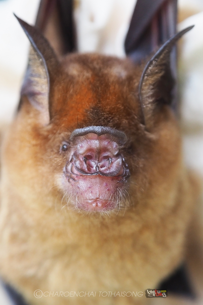 Intermediate Leaf-Nosed Bat