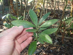 Melicytus chathamicus