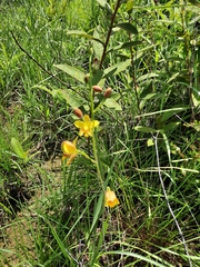 Spathoglottis pubescens