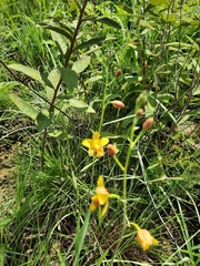 Spathoglottis pubescens