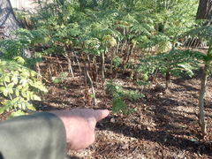 Euphorbia mellifera