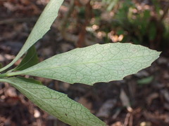 Melicytus chathamicus