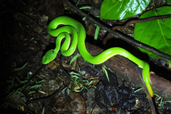 Trimeresurus macrops
