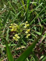 Habenaria linguella