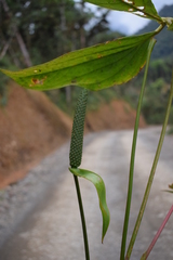 Anthurium versicolor