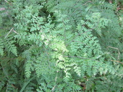 Cheilanthes bergiana