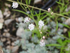 Bahieae
