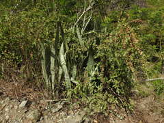 Sansevieria trifasciata