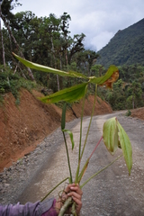 Anthurium versicolor