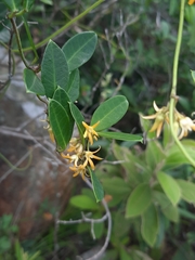 Toxocarpus wightianus