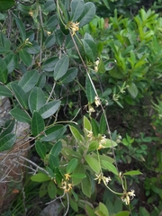 Toxocarpus wightianus