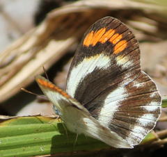 Colotis euippe omphale