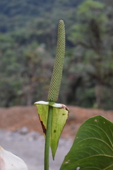 Anthurium versicolor