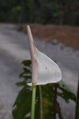 Anthurium versicolor