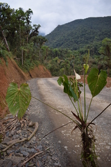 Anthurium versicolor
