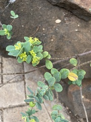 Wikstroemia