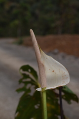 Anthurium versicolor
