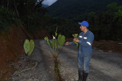 Anthurium versicolor